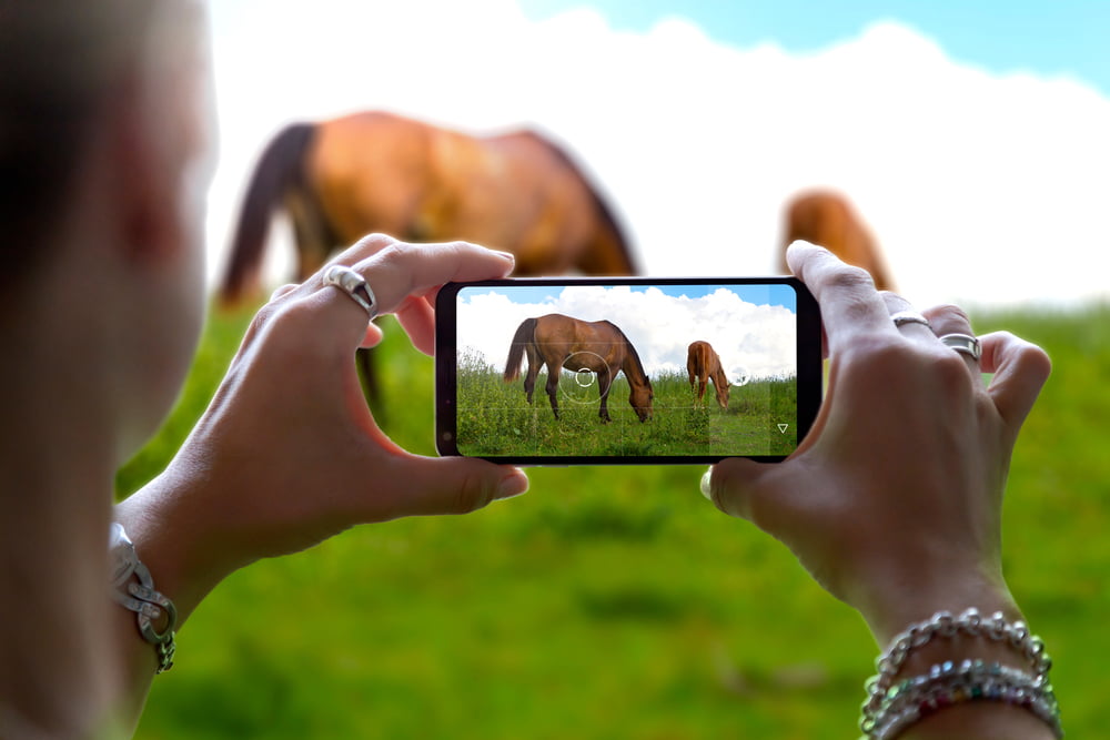 Woman Photographing With Her Phone Two Horses In A Countryside